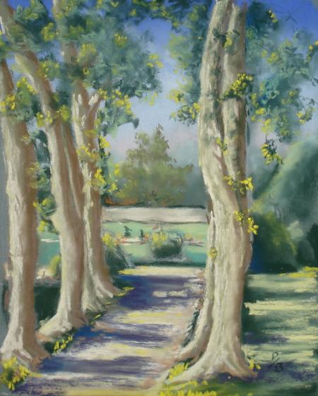 Platane dans un parc